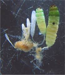 Sporocyst of Leucochloridium paradoxum with broodsacs of different... |  Download Scientific Diagram