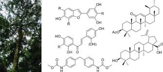 Image result for Morus mesozygia