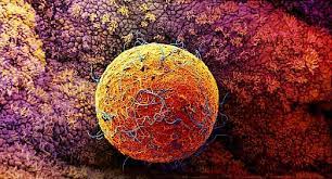 Pin On Human Embryo