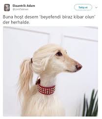 Pin On Dog Picture Funny S