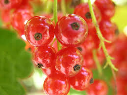 Hardiness zones were created to help home gardeners and nursery owners make informed decisions about what plants will perform well in certain areas. Red Currant 10 Seeds Rareplant