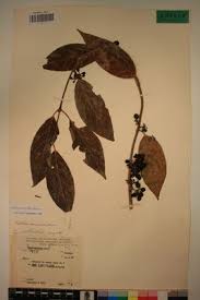 Image result for Keetia