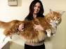 10 Best Large Cat Breeds - Top Big Cat List and Pictures