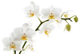 Image Result For White Orchid Orchid Flower Flower Images Orchid Wallpaper