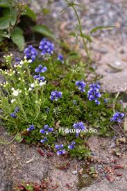 Image result for Polygala nematophylla