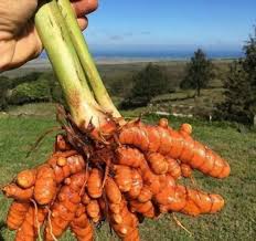 نبات الكركم vegetables carrots food