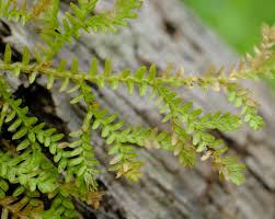 Image result for Selaginella goudotiana