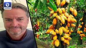 Cocoa Prices Hit Highest Level In A Century