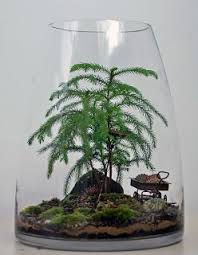 They need fertilization only during the growing period from spring through. Pin On Plants