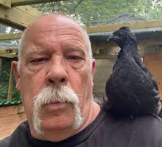 Feeding crows with grapes and other food items