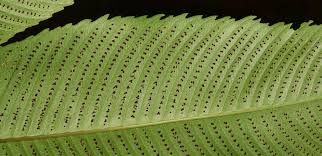 Image result for Uapaca nitida