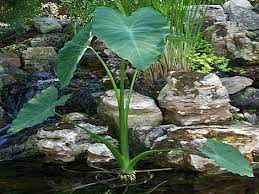 Planting elephant ear plant in koi pond. Pin On Fish Ponds