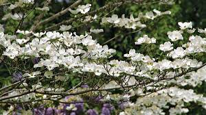 Check spelling or type a new query. The Best Dogwoods For Your Garden Finegardening