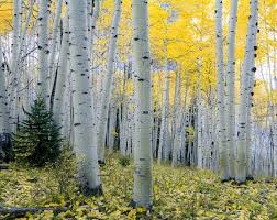 Birch Trees In Colorado Aspen Trees Spring Photo Colorado Aspen Wall Art Spring Etsy Aspen Trees Photo Tree Aspen Trees Tattoo