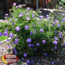 4 pot hardy shrub (euonymus alatus). Blue Hibiscus Shrubs Moon Valley Nurseries