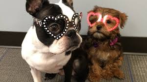 Unfortunately, the rarer the name, the harder it is to document. We Tried 9 Diy Valentine S Crafts With Our Dogs Here S What Happened The Dog People By Rover Com