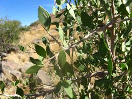 Image result for Gymnosporia senegalensis