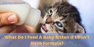 What Do I Feed A Baby Kitten If I Don T Have Formula