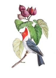 Image result for Blepharis katangensis