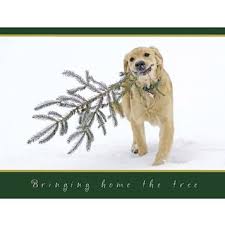 The Humane Society Of The United States Store Dog Holiday Golden Retriever Christmas Card Christmas Dog