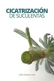 Plagas #suculentas #jardín hola hola amigos, espero todos estén bien de salud. Como Cicatrizar Suculentas Y Cactus Atipicas Suculentas