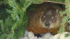 Hoping For An Early Spring? Wiarton Willie'S Prediction Says You'Re In Luck  | Cbc News