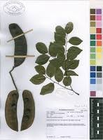 Image result for Erythrophleum lasianthum