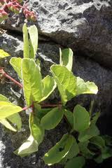 Image result for Cyphostemma heterotrichum