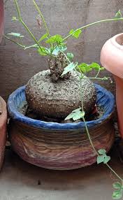 Image result for Corallocarpus boehmii