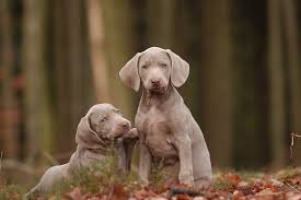 Help your pet the natural way. Reverse Sneezing In Dogs Symptoms Causes Diagnosis Treatment Recovery Management Cost