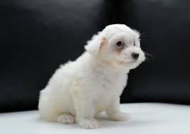 Epingle Sur Chiot