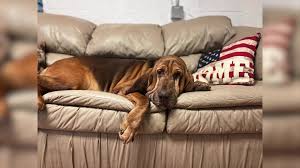 Brevard County Sheriff's Office, Florida (Official)