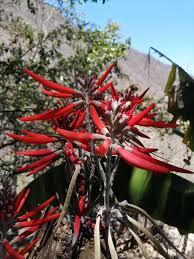 Image result for Priva flabelliformis