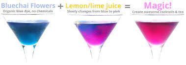 Butterfly Pea Blue Flower Tea Bluechai Blue Tea Cocktails