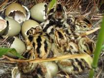 Image result for HOW MANY EGGS DOES A PHEASANT LAY?
