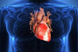 1 organ tubuh yang terletak di bagian dada; Penting Untuk Bertahan Hidup Ini 5 Organ Yang Perlu Dijaga Fungsinya Halaman All Kompas Com