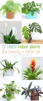 12 Easy Air Purifying Indoor Plants For Beauty Well Being