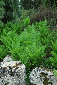 Image result for Struthiola rhodesiana