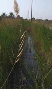 Image result for Pycreus fluminalis