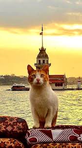Maiden Tower Istanbul Turkiye Goruntuler Ile Kediler Ve Yavrulari Komik Kedi Resimleri Sevimli Kediler