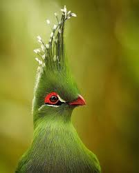 Name Bird With Crazy Hair Bird With Fabulous Feathers Gets A Hair Raising Photoshop Battle Beautiful Birds Pet Birds Colorful Birds