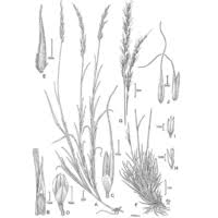 Image result for Cenchrus trisetus