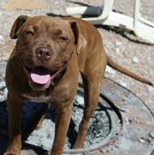 Black And Brown Brindle Pitbull Blue Red Nose Brindle Pitbull Pitbulls Red Nose Pitbull Brindle