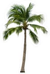 single coconut tree sticker