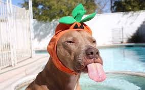 Funny Dog Videos To Make You Lol Reader S Digest