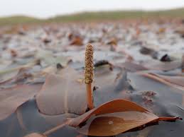 Image result for Potamogeton richardii