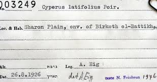 Image result for Cyperus latifolius