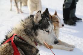 Vidéo de présentation de la base nordique sherpa, vous offrant un bel aperçu, vue du ciel, de notre activité avec les chiens de traineaux en période passionnés des chiens, notre objectif est de vous faire partager la passion qui nous anime à travers une transmission de nos connaissances, de notre. Chien De Traineau Courchevel