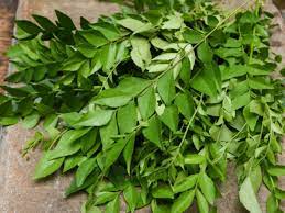 Curry leaves available here are not only aromatic and healthy but are absolutely sumptuous when added to foods. ÙÙˆØ§Ø¦Ø¯ Ø£ÙˆØ±Ø§Ù‚ Ø§Ù„ÙƒØ§Ø±ÙŠ Ù„Ù„ØµØ­Ø© ÙˆØ§Ù„ØªØ®Ø³ÙŠØ³