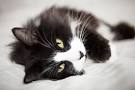 Black & White Cat Breeds | Cuteness